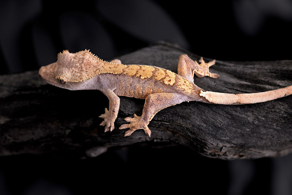Thumbnail: Pink Line Harlequin Crested Gecko