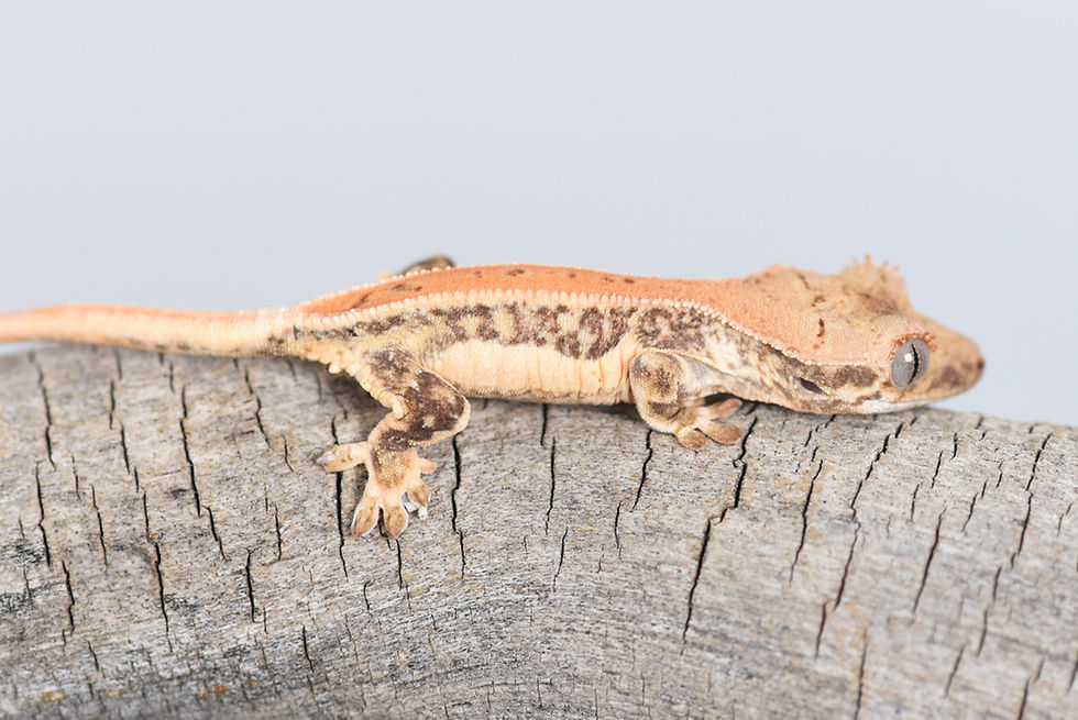 Thumbnail: High Expression Lilly White Crested Gecko