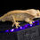 Thumbnail: Lavender Extreme Harlequin Crested Gecko
