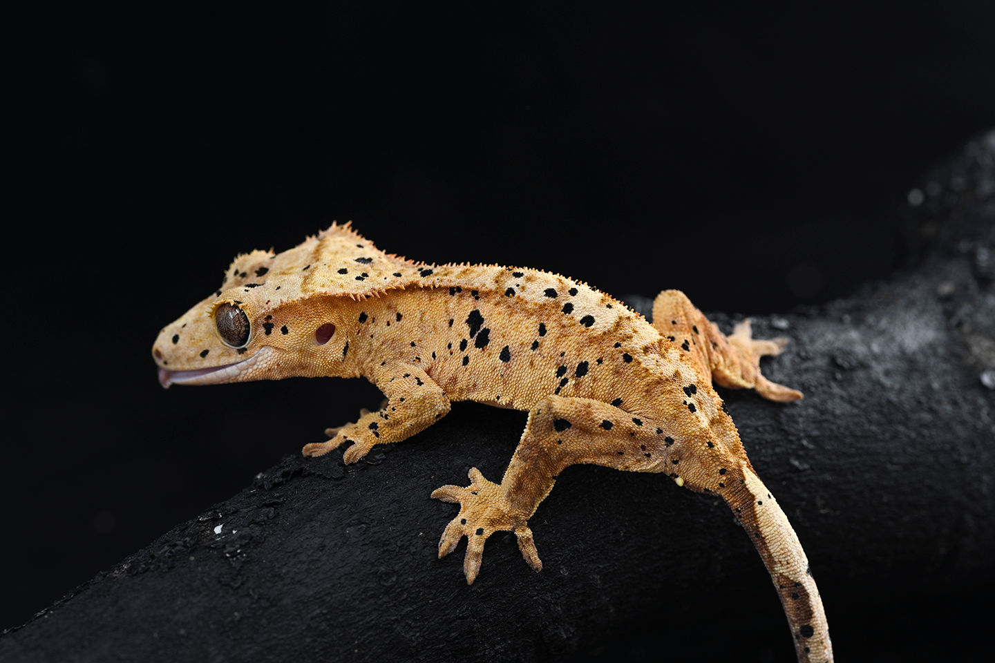 Super Dalmatian Crested Gecko