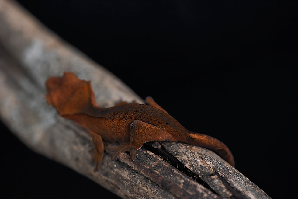 Thumbnail: Red Dalmatian Crested Gecko