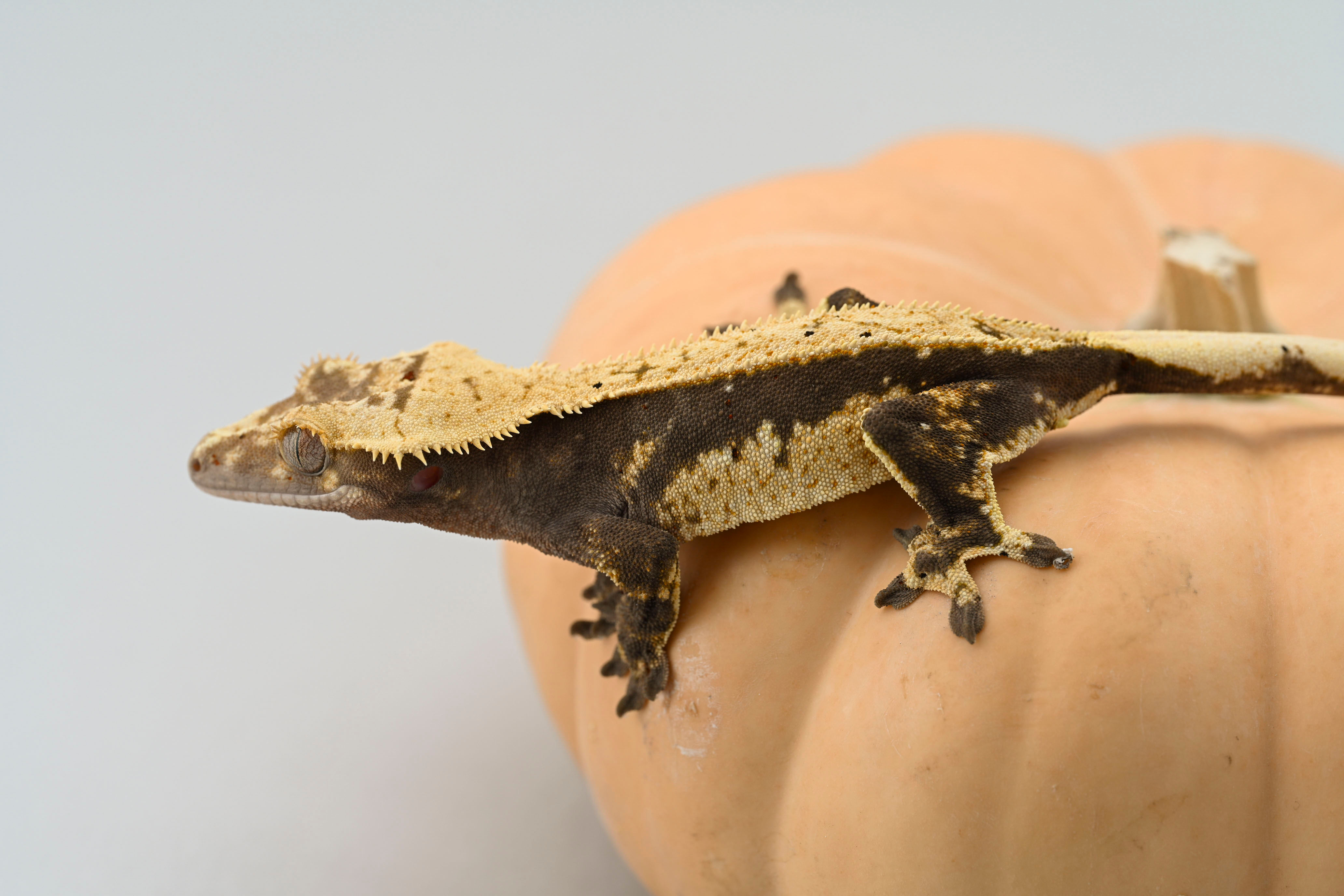 Crowned Pinstripe Crested Gecko