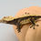 Thumbnail: Crowned Pinstripe Crested Gecko