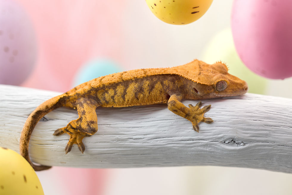 Extreme Harlequin Crested Gecko
