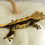 Thumbnail: High Contrast Pinstripe Crested Gecko