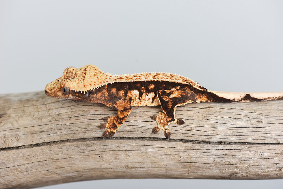 High Contrast Pinstripe Crested Gecko