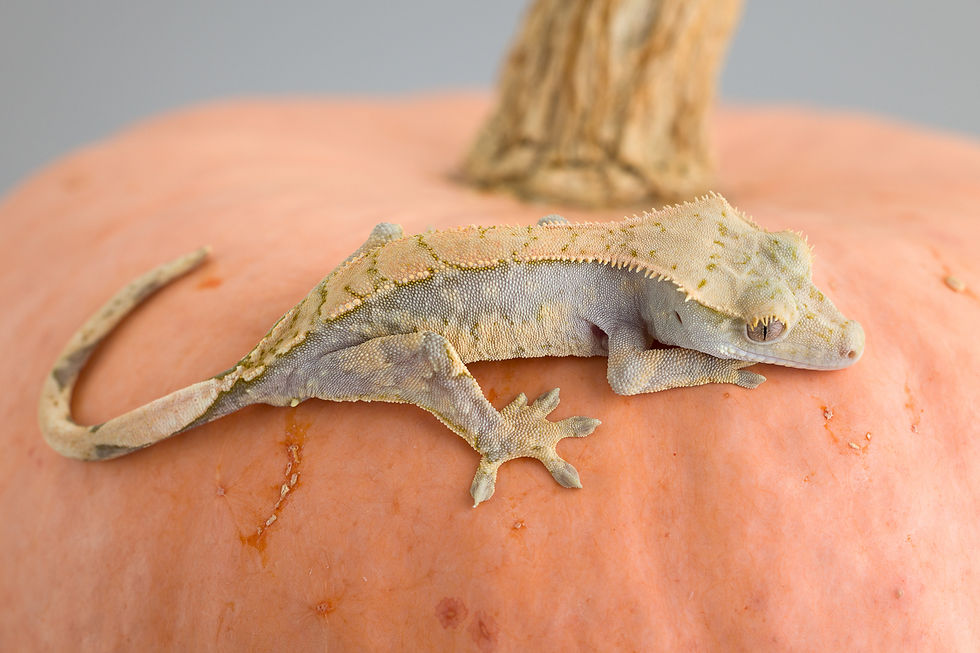 Pink Line ✿ Lavender & Tangerine Harlequin Crested Gecko