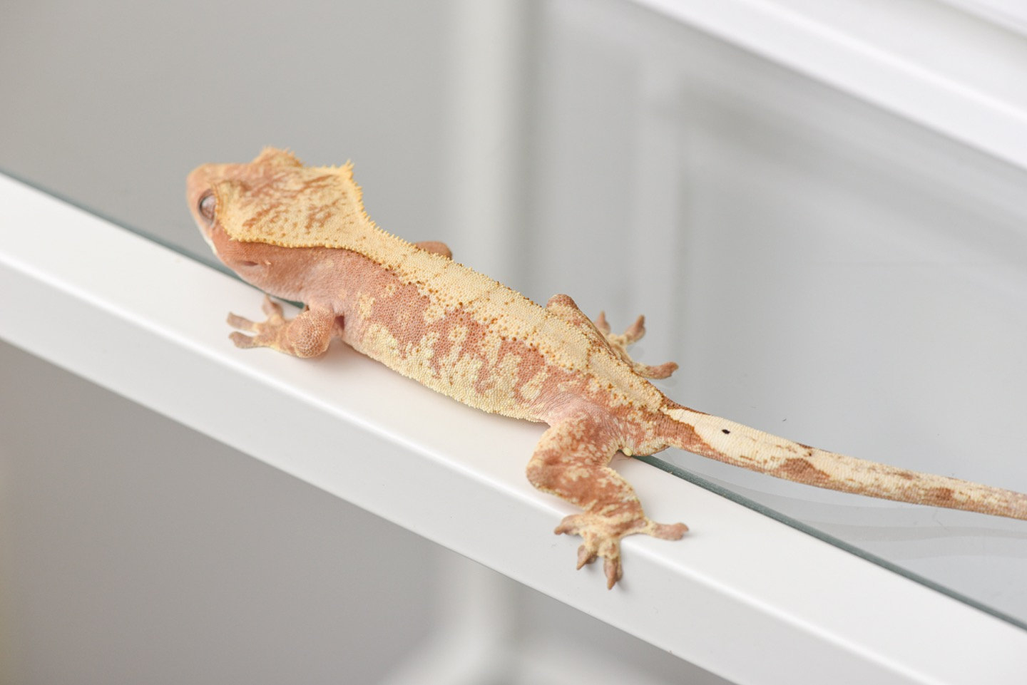 Pink/Peach & Cream Extreme Harlequin Crested Gecko ...