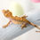Thumbnail: 50% Het Axanthic Crested Gecko