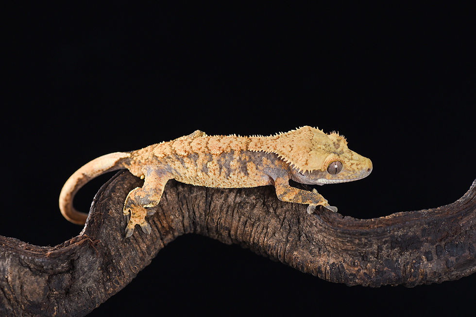 Thumbnail: Extreme Harlequin Crested Gecko