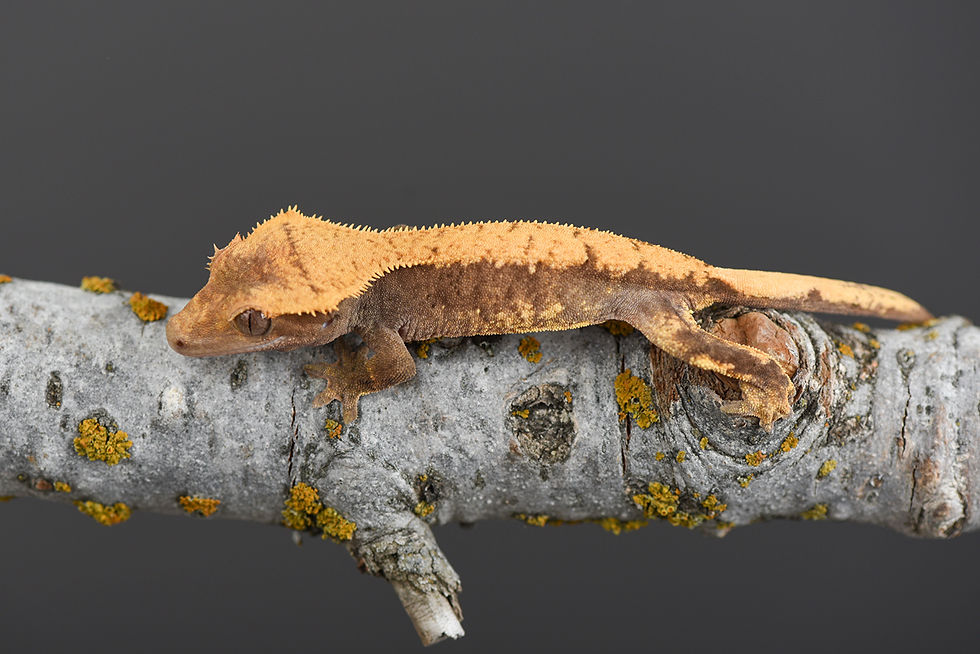 Thumbnail: Flame Pinstripe Crested Gecko
