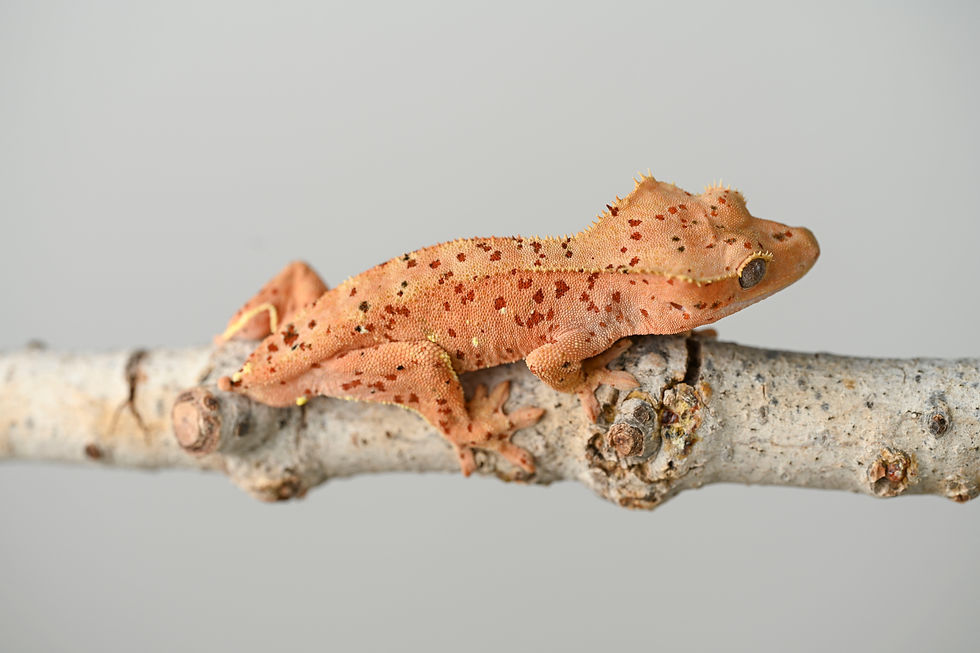 Thumbnail: Mardi Gras Super Dalmatian Crested Gecko