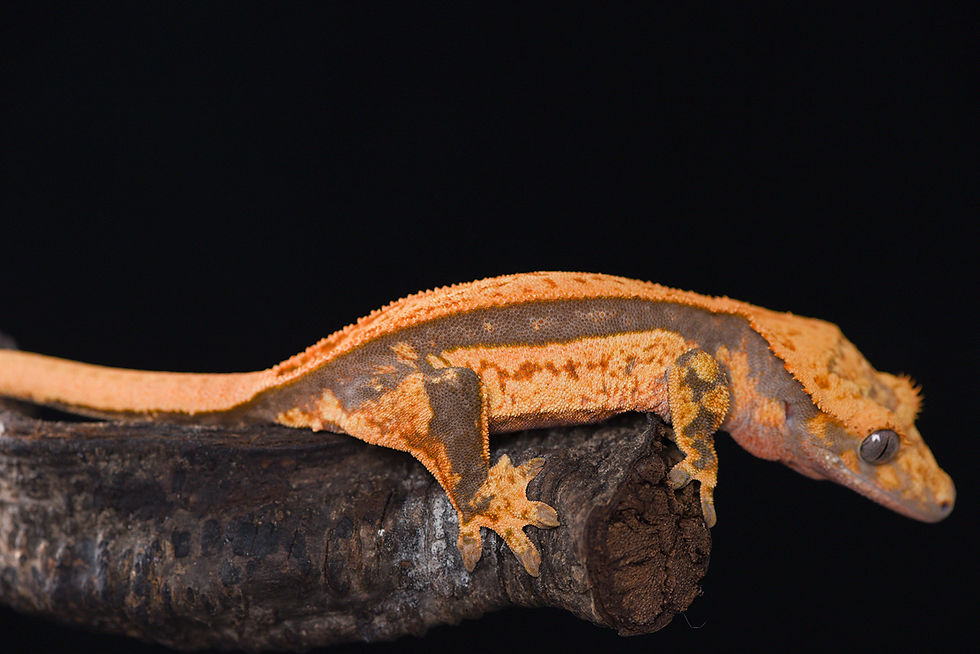Thumbnail: Super Tangerine / Lavender Quad-Stripe Crested Gecko