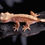 Thumbnail: Pink Line Harlequin Crested Gecko