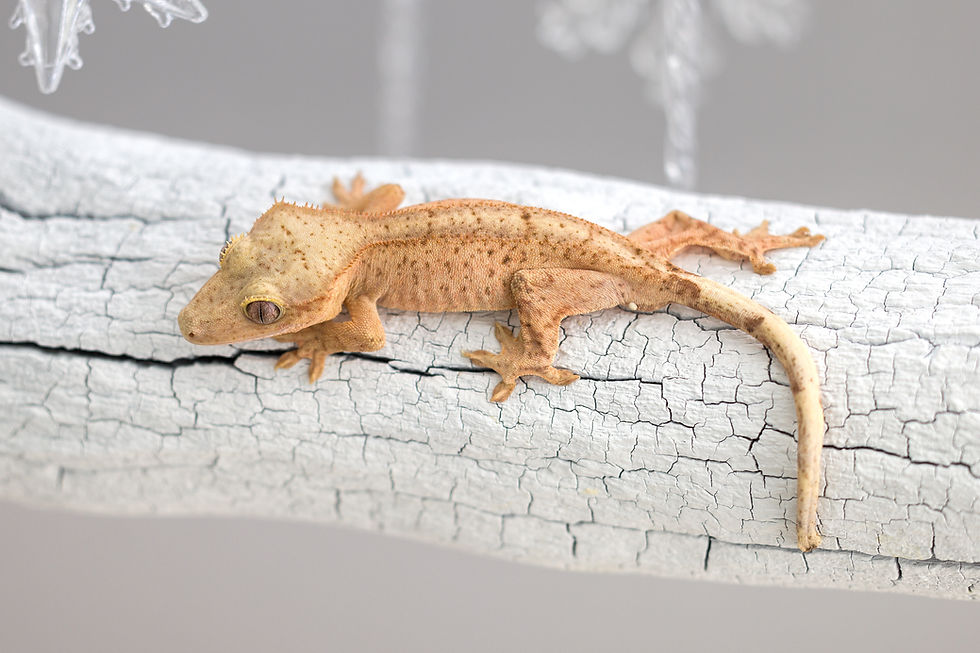 Thumbnail: 66% Het Axanthic Crested Gecko