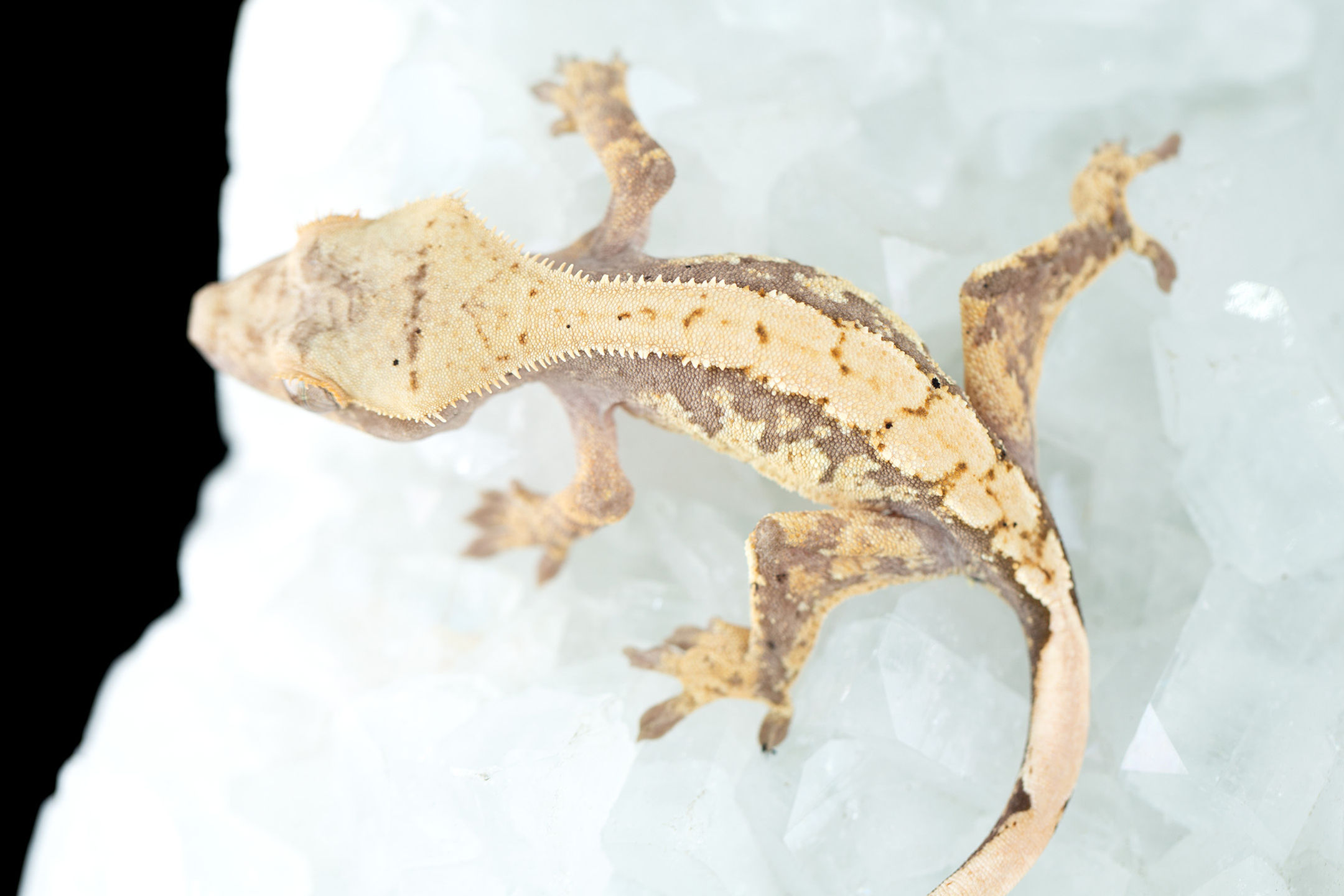 Pink Lines Harlequin Crested Gecko