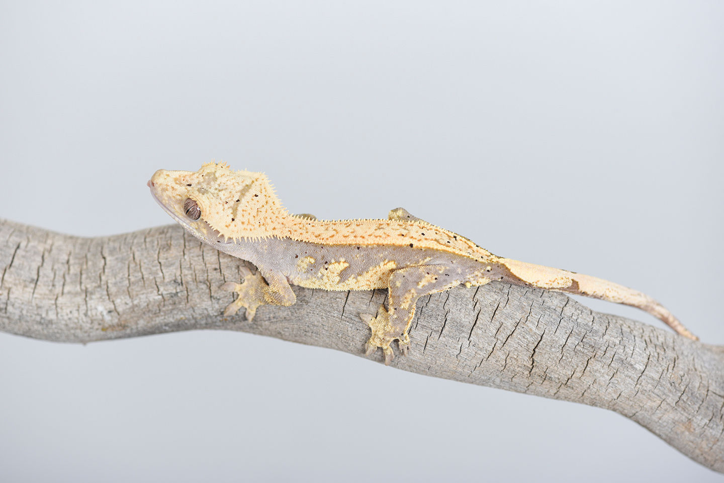 Lavender Pinstripe Crested Gecko