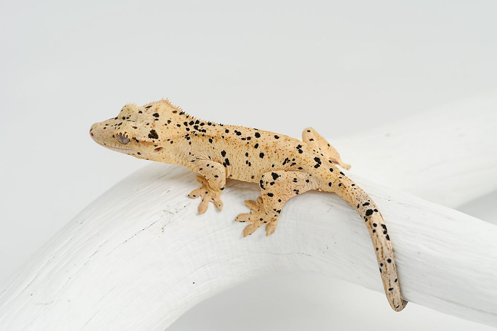 Thumbnail: Black and Red Spot Yellow Base Super Dalmatian