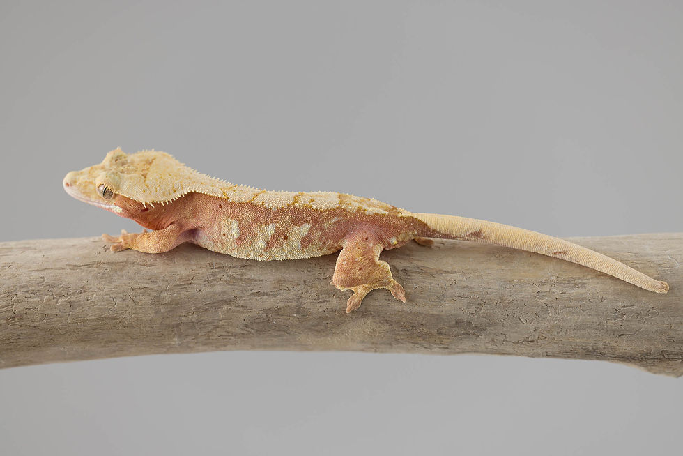Thumbnail: Pink Line ✿ Harlequin Crested Gecko