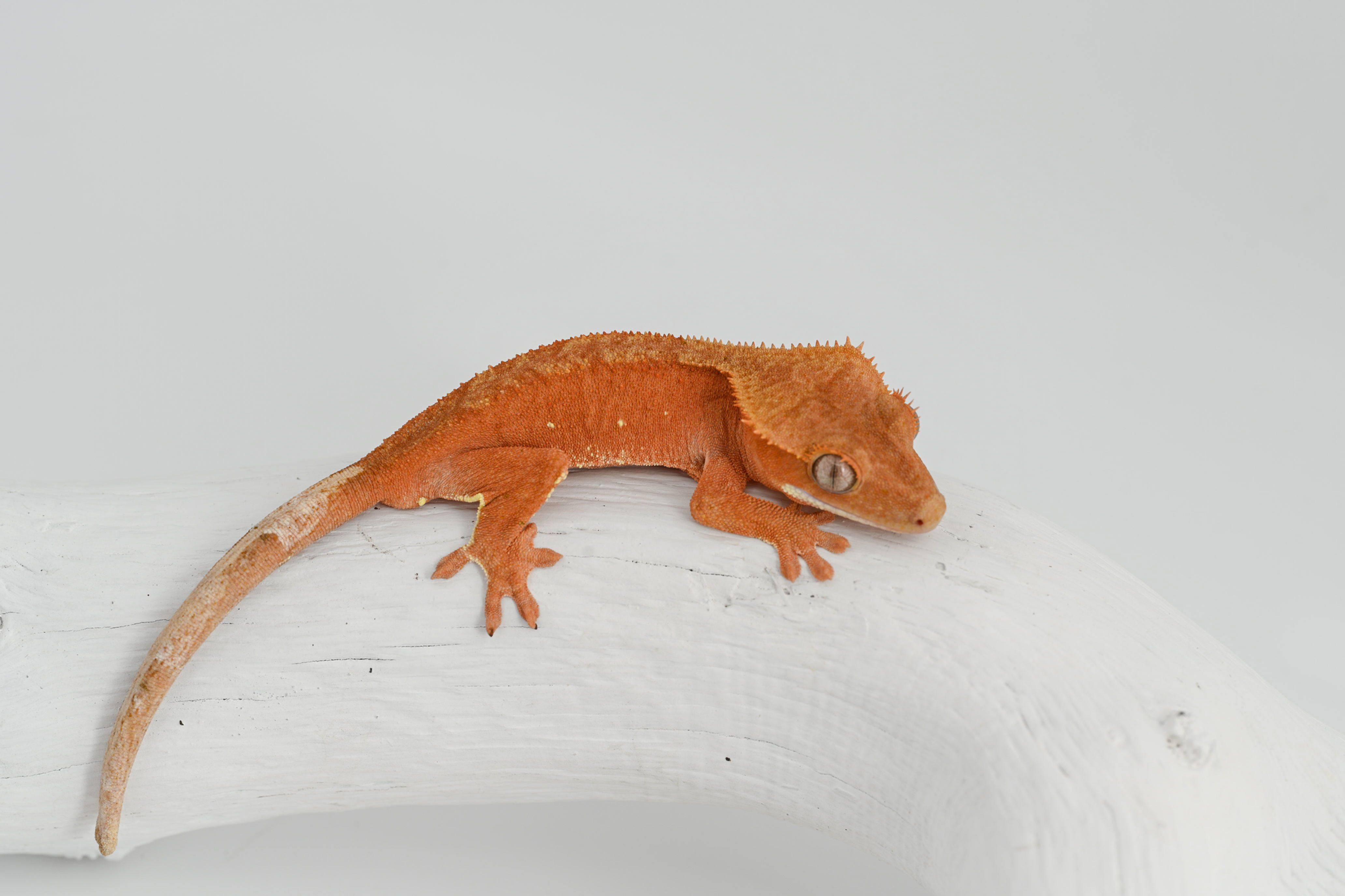 Hypo Red Phantom Crested Gecko