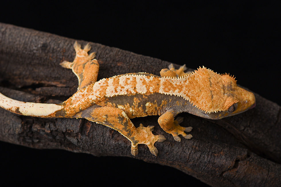 Thumbnail: Tri-Color Extreme Harlequin Crested Gecko