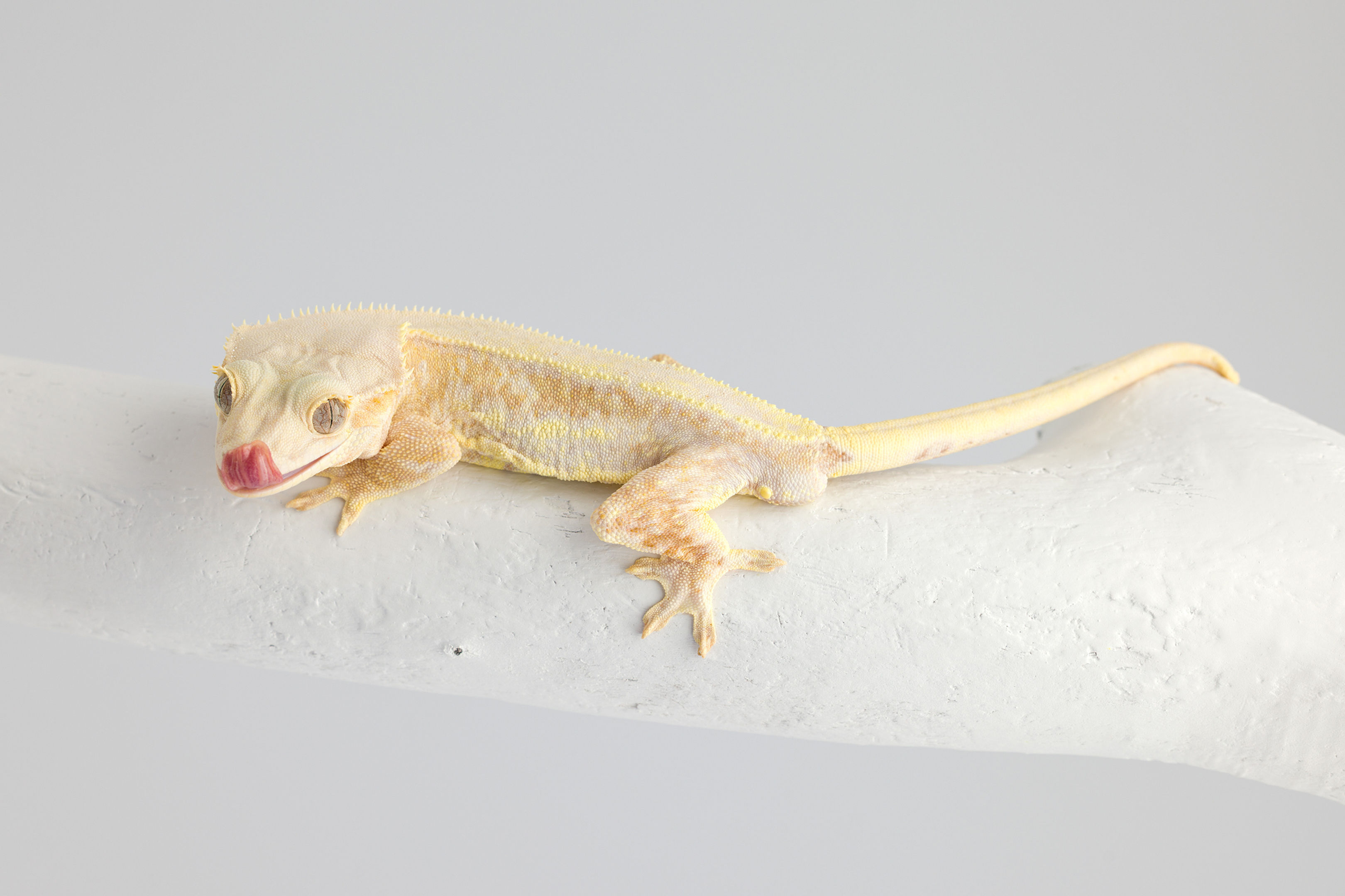 Yellow Lily White Crested Gecko