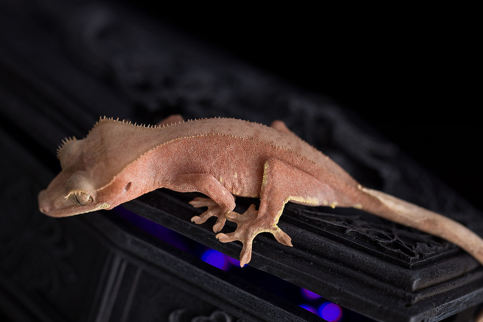 Thumbnail: Pink Line ✿ Patternless Crested Gecko