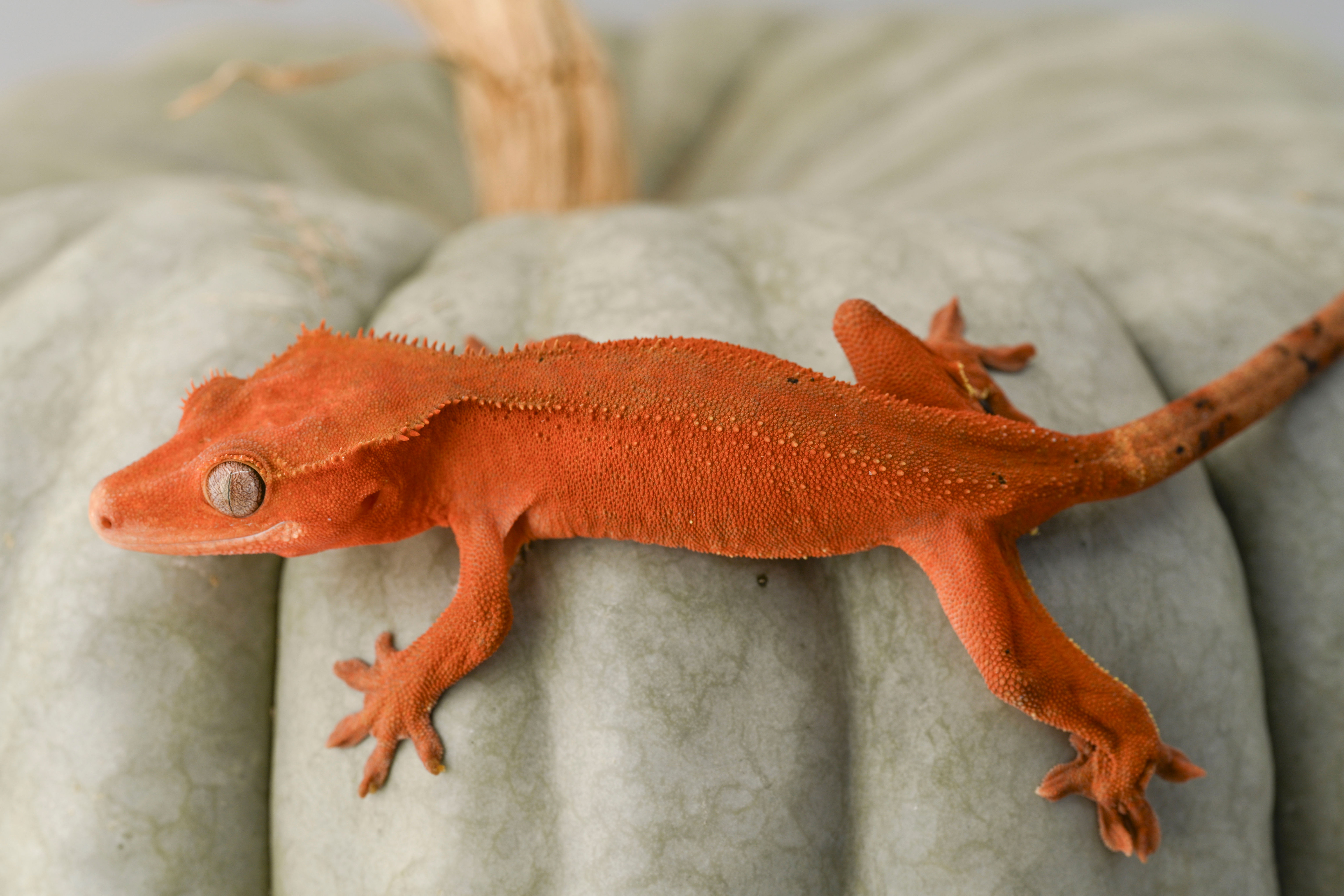 Red Phantom with Portholes Crested Gecko