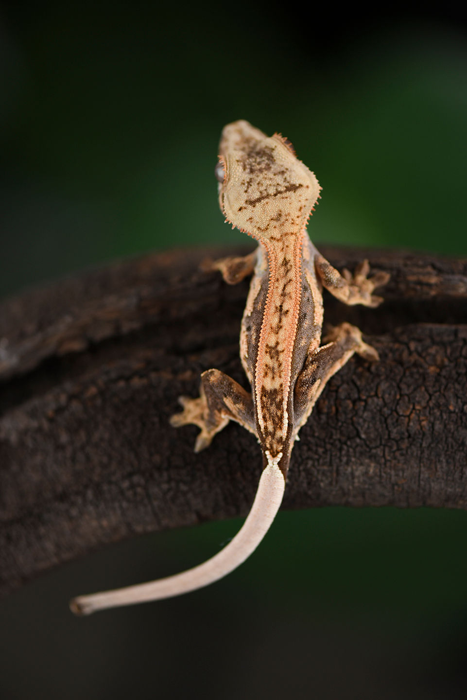 Thumbnail: Lavender/Tangerine Pinstripe Crested Gecko