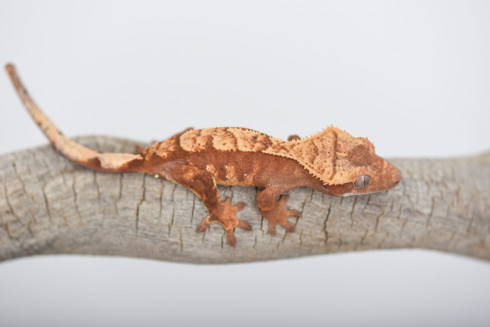 Red & Cream Harlequin Crested Gecko