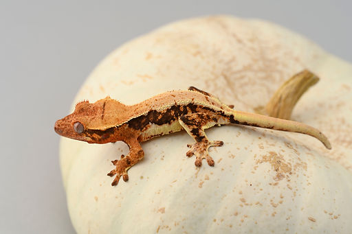 Tri-Color Lilly White Crested Gecko | Fringemorphs
