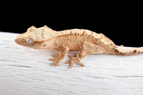 50% HET Axanthic Crested Gecko | Fringemorphs