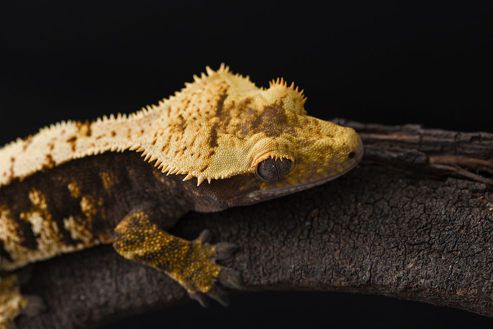 Thumbnail: High Contrast Harlequin Crested Gecko