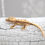 Thumbnail: 100% Het Axanthic Lilly White Crested Gecko