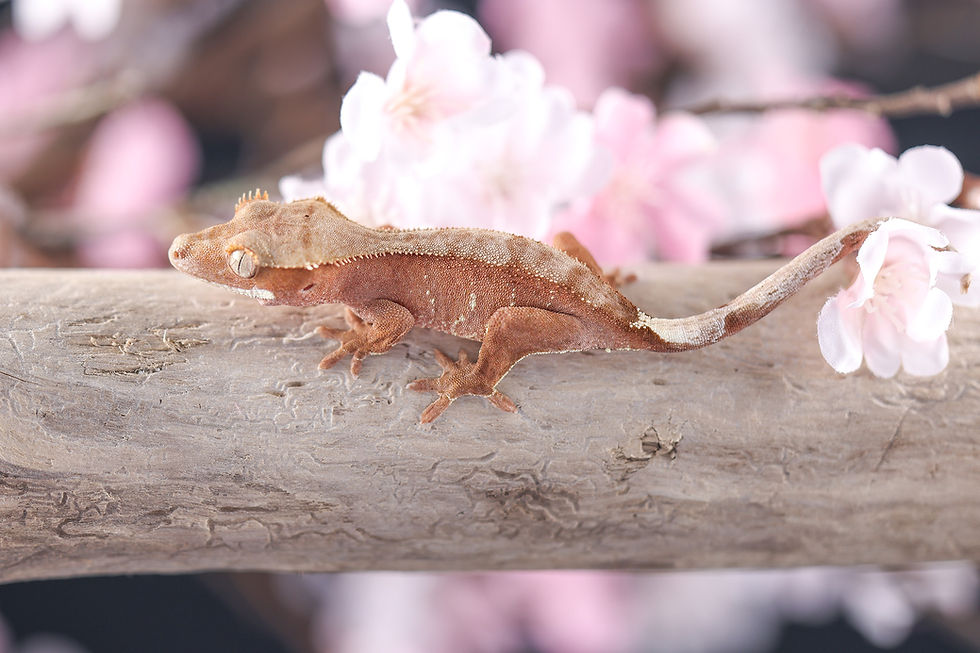 Thumbnail: Pink Lines with White Portholes Crested Gecko