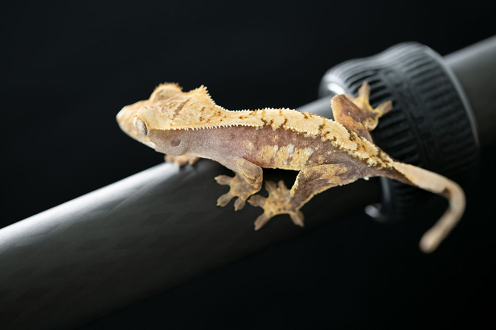 Thumbnail: Lavender Pinstripe Crested Gecko