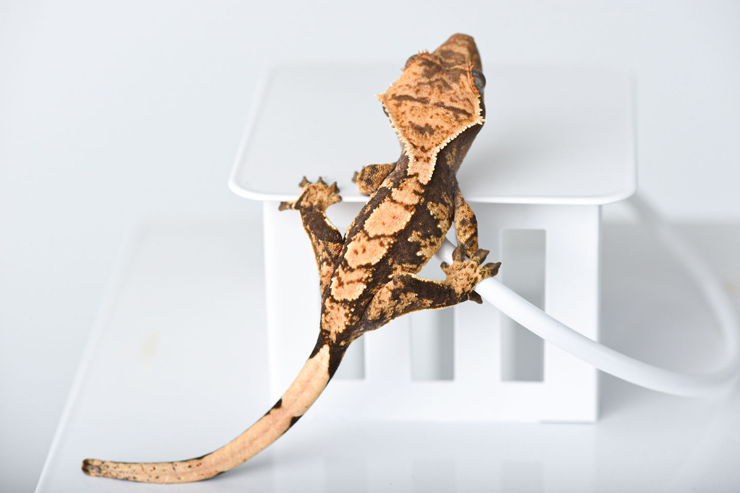 High Contrast Harlequin Crested Gecko