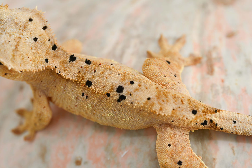 Thumbnail: Yellow Super Dalmatian Crested Gecko