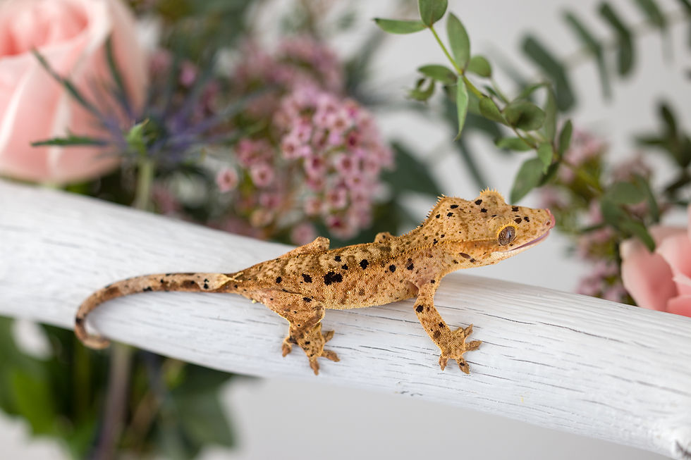 Thumbnail: Pale Base Ink Spot Dalmation Crested Gecko