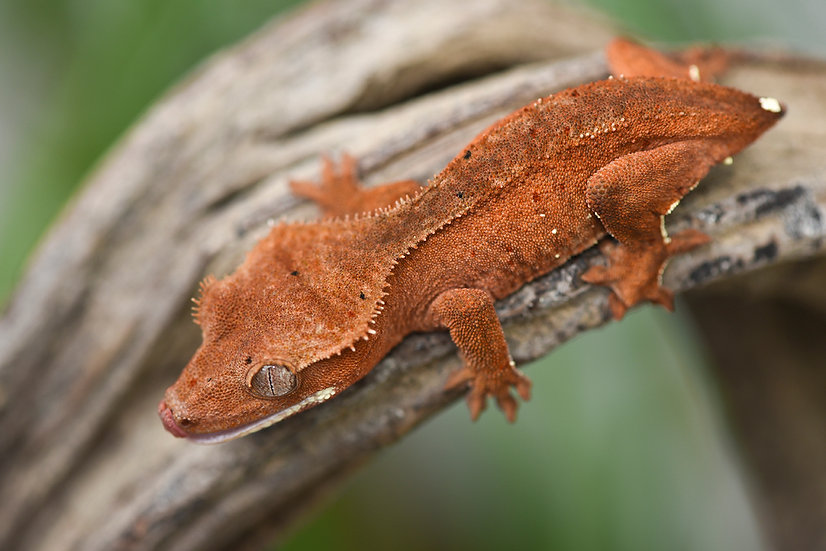 Mardi Gras Dalmatian Crested Gecko For Sale | Fringemorphs