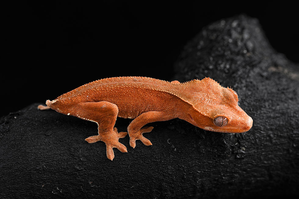 Thumbnail: Patternless Red Crested Gecko