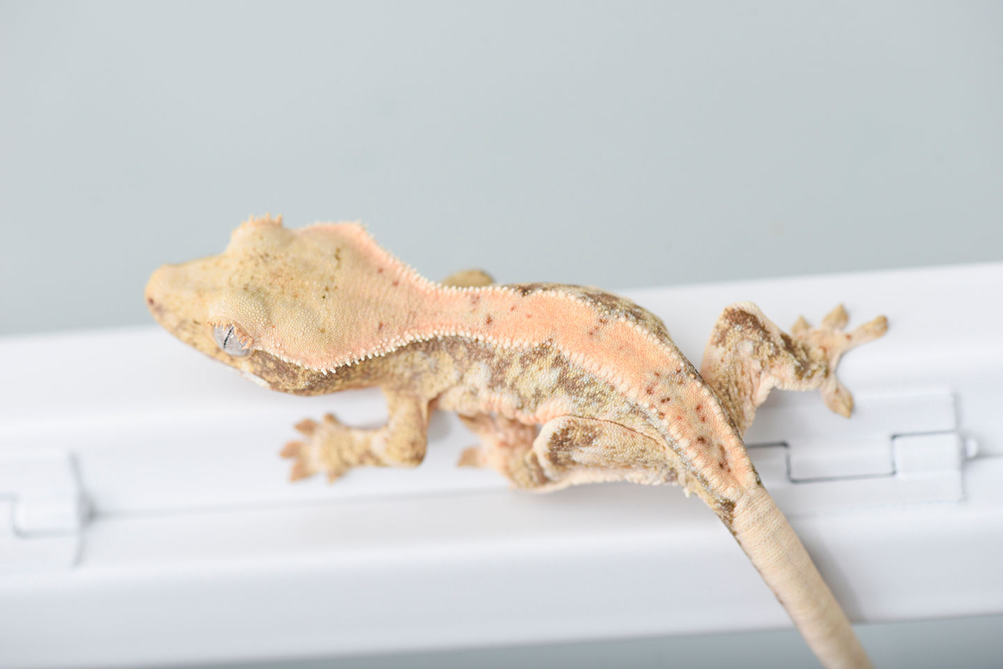 High Expression Lilly White Crested Gecko