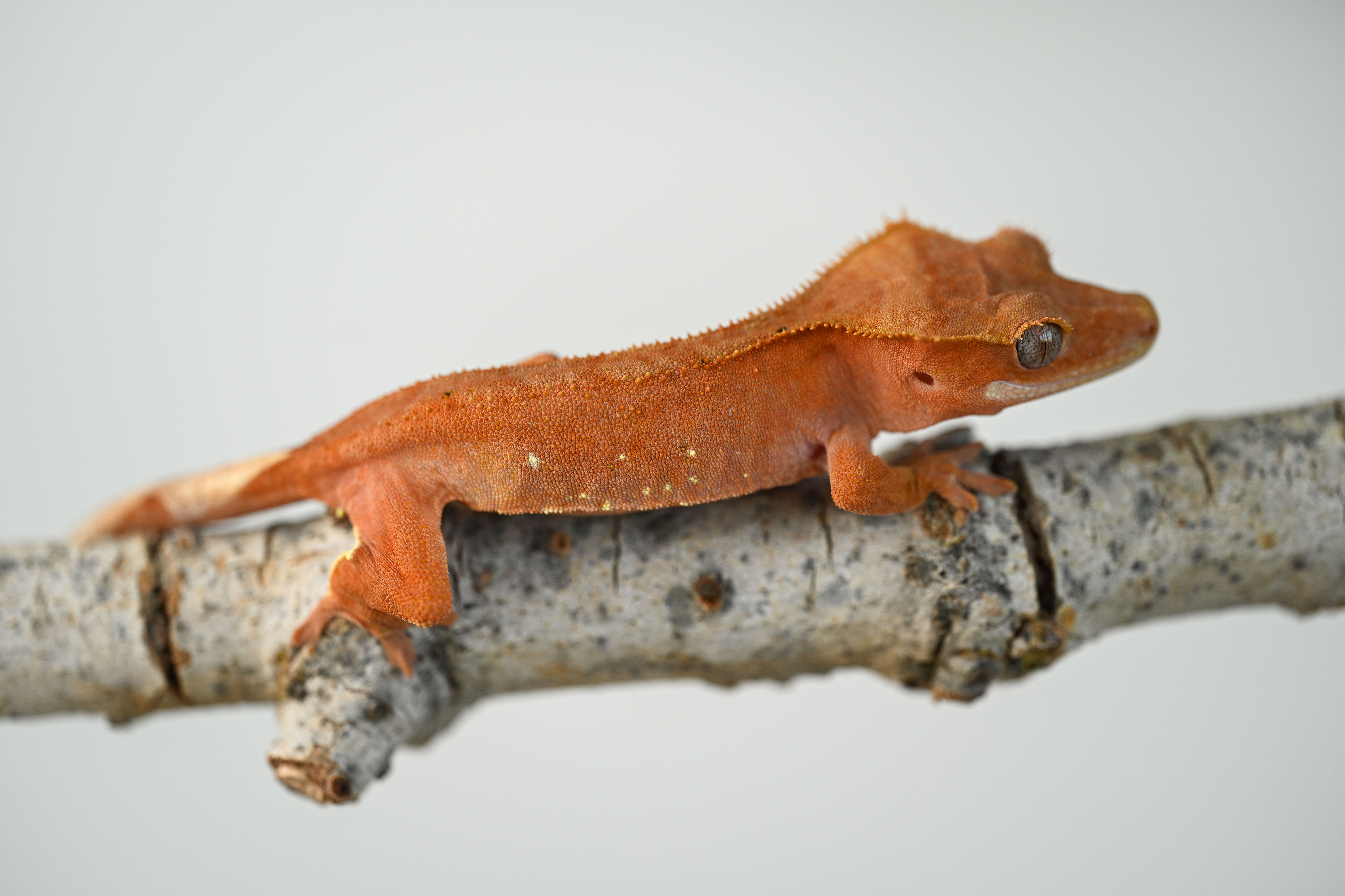 Hypo Red Phantom Crested Gecko