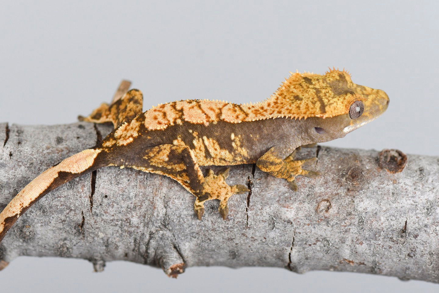 Harlequin Crested Gecko