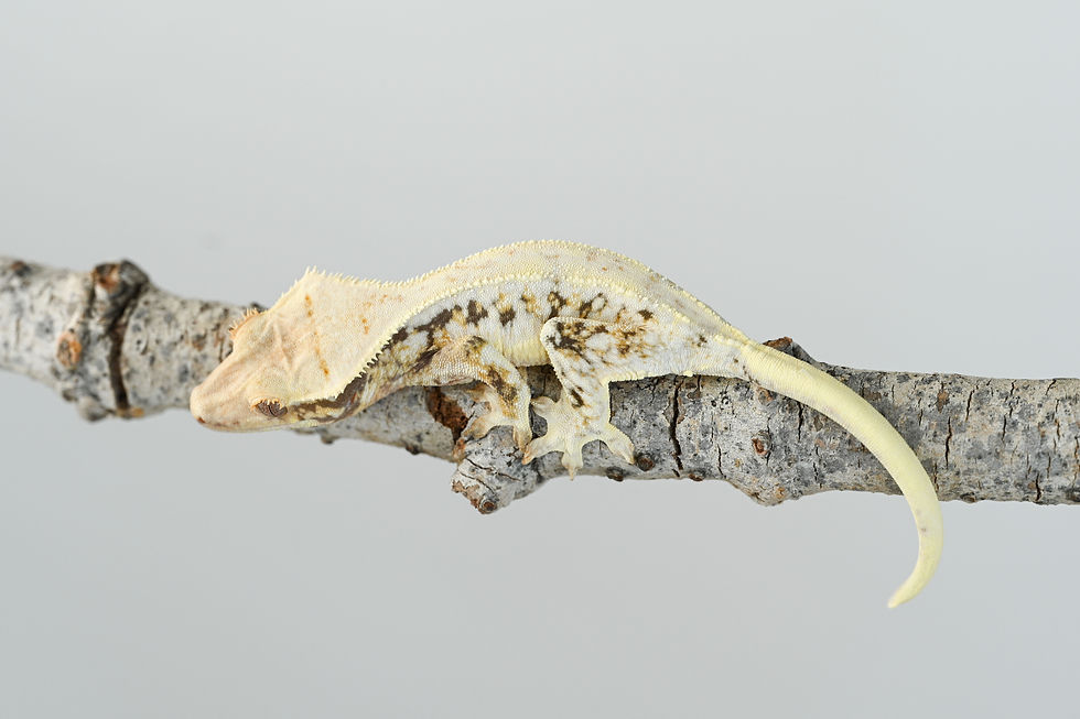 Tri-Color High Expression Lilly White Crested Gecko