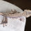 Thumbnail: Lavender Pinstripe Crested Gecko