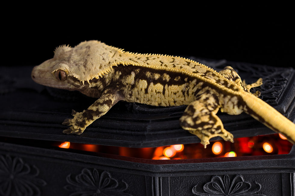 High Contrast Pinstripe Crested Gecko