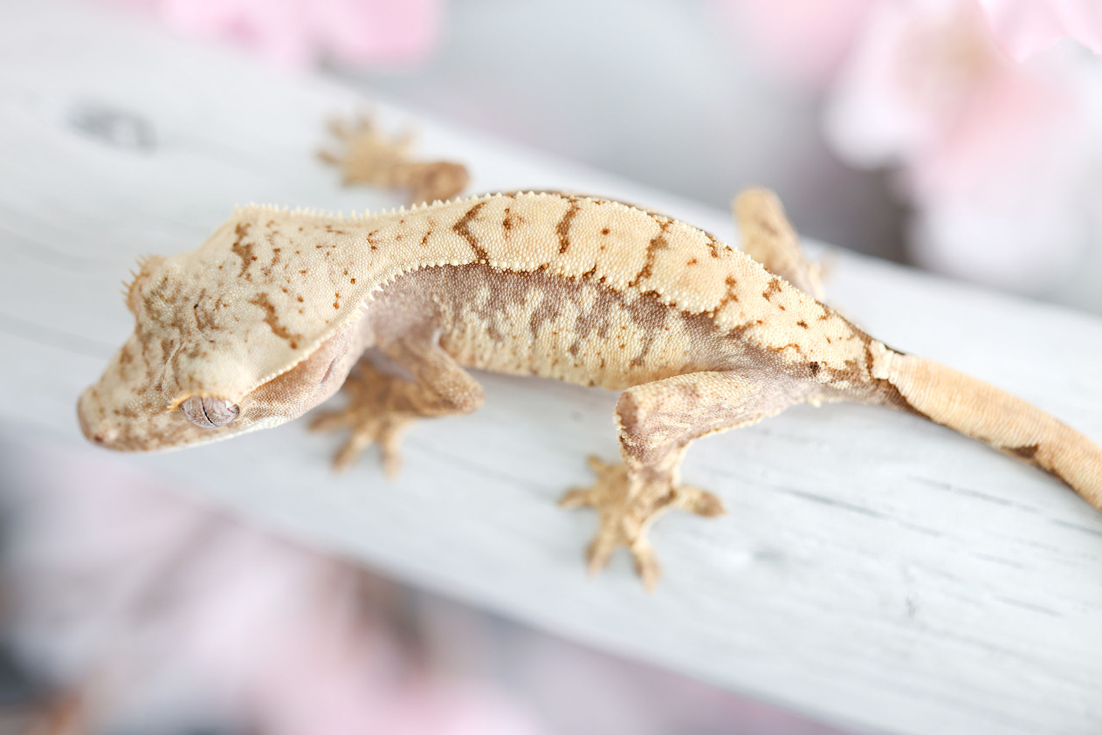 Pink Lines Extreme Harlequin Crested Gecko