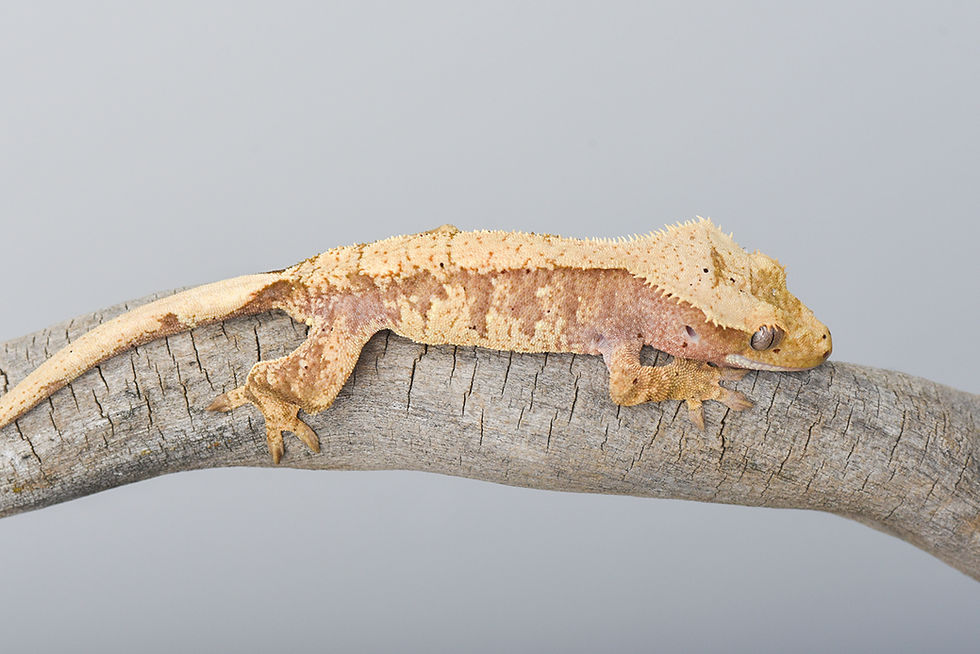 Thumbnail: Cream/Extreme Harlequin Crested Gecko