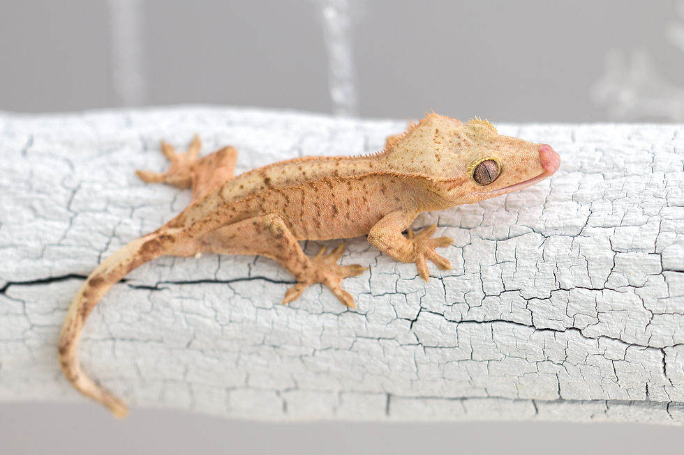 Thumbnail: 66% Het Axanthic Crested Gecko
